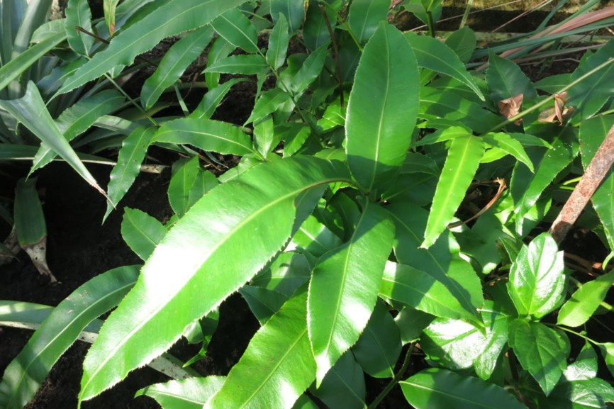 Stenochlaena palustris - 光叶藤蕨, Miding fern