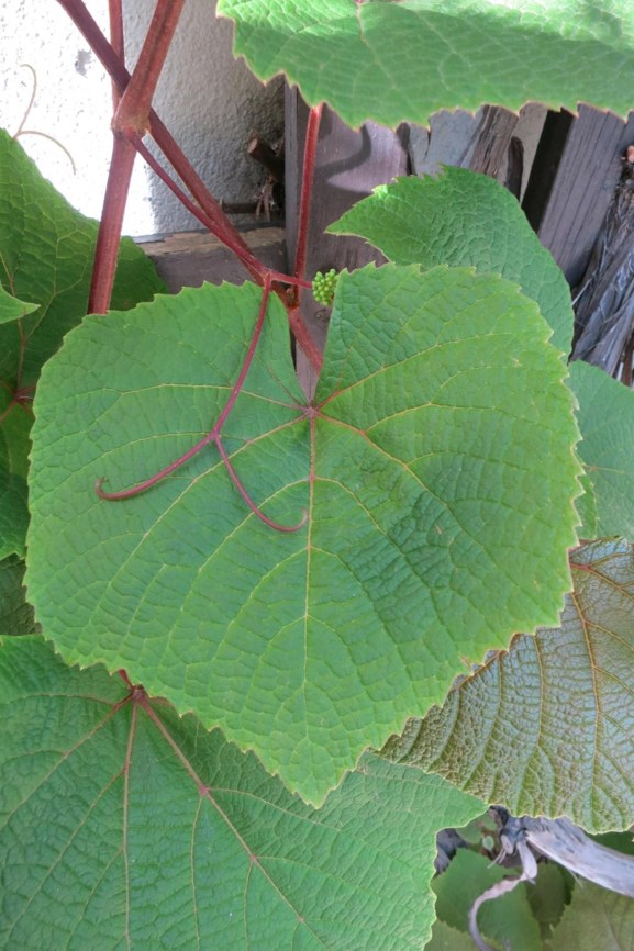 Vitis amurensis - 山葡萄, Shan pu tao, Amur river grape