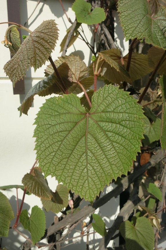 Vitis coignetiae - Japanse wijnstok, Crimson glory vine