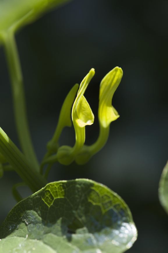 Aristolochia clematitis - Pijpbloem, European birthwort