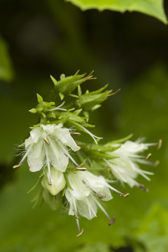 Hydrophyllum virginianum - Virginia waterleaf, Eastern waterleaf