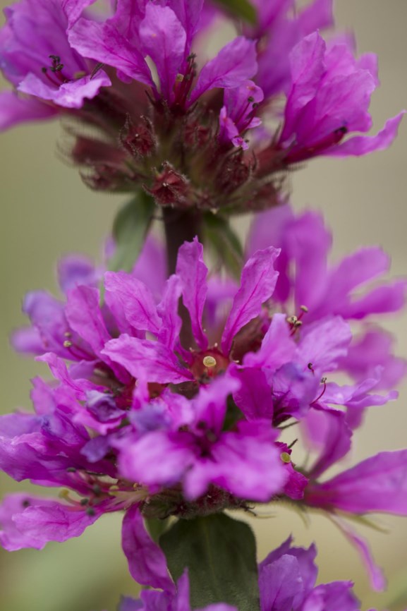 Lythrum salicaria - Grote kattenstaart, Purple loosestrife