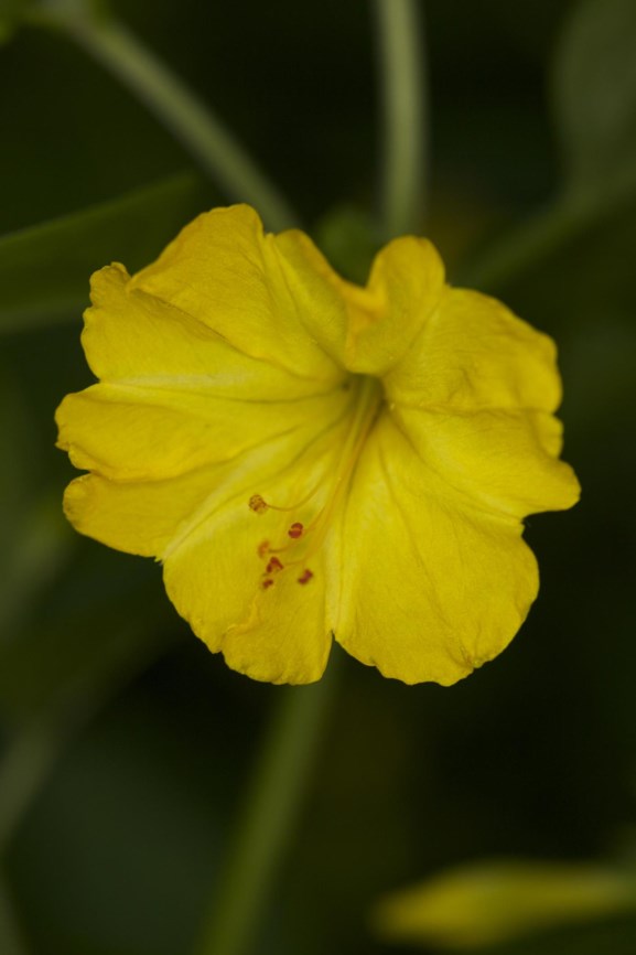 Mirabilis jalapa - Nachtschone, Four o'clock flower