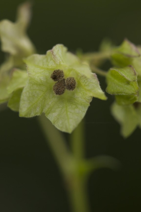 Oxybaphus nyctagineus Wild four o'clock Hortus Botanicus Amsterdam