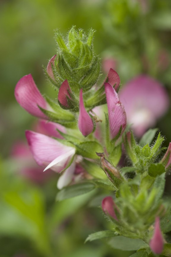 Ononis repens subsp. arvensis - Field restharrow