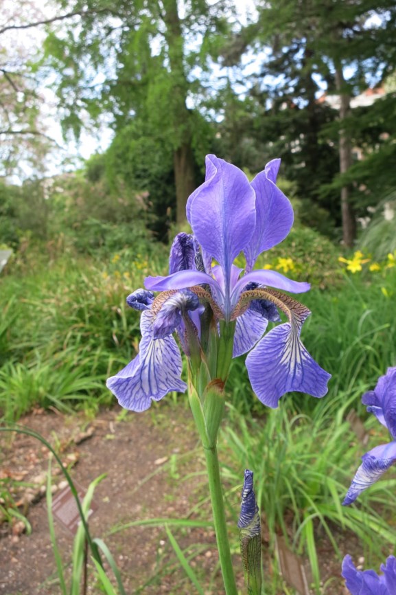 Iris sibirica - Siberische lis, Siberian iris