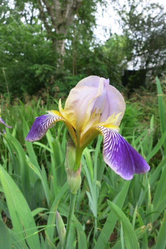 Iris × germanica - Duitse lis