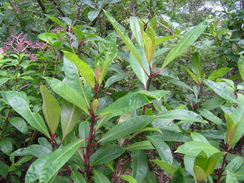 Fuchsia arborescens - Fucsia arbórea