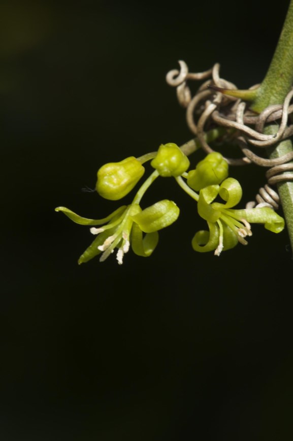 Smilax tamnoides - Bristly greenbrier