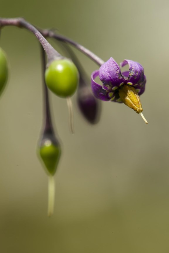 Solanum dulcamara - Bitterzoet, Bittersweet, Bittersüsser Nachtschatten