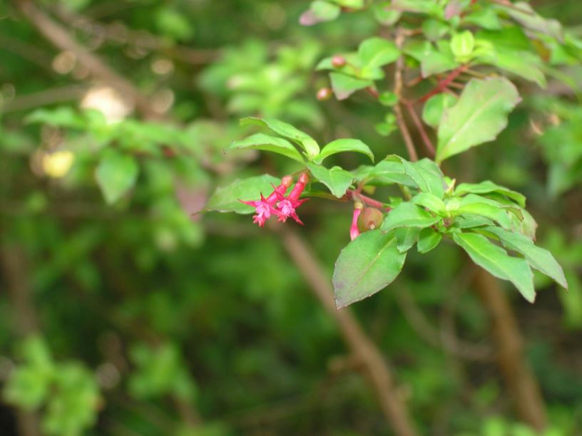 Fuchsia encliandra subsp. encliandra