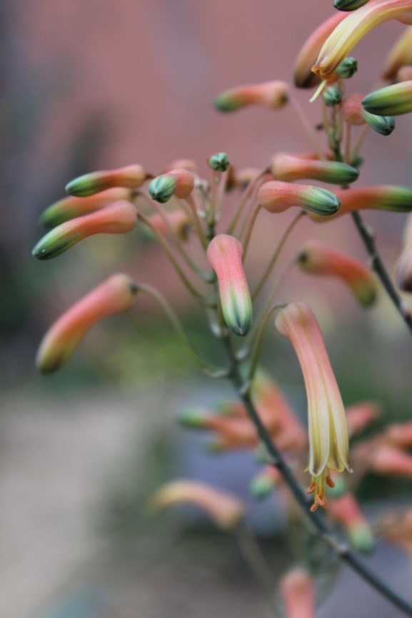 Aloe chabaudii - Chabaud's Aloe