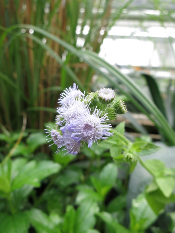 Ageratum houstonianum - Floss flower