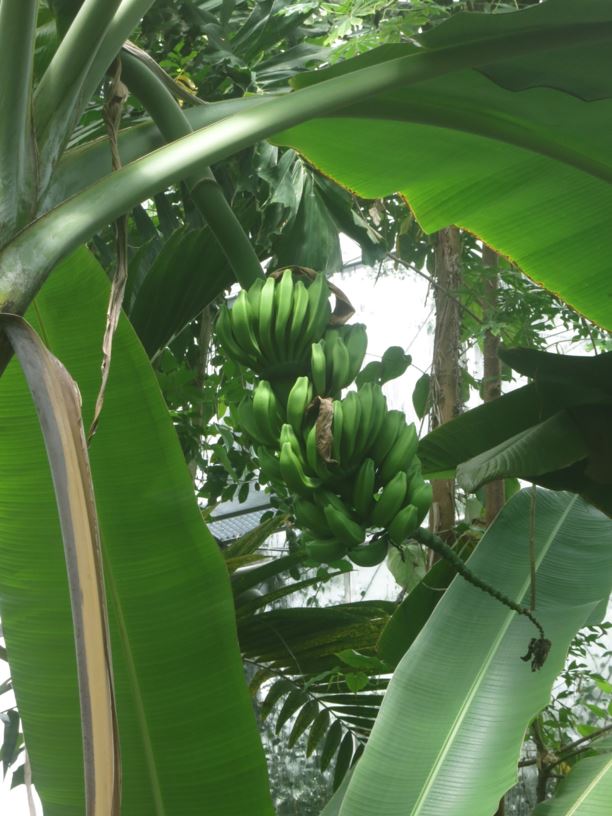 Musa acuminata - Banaan, Banana