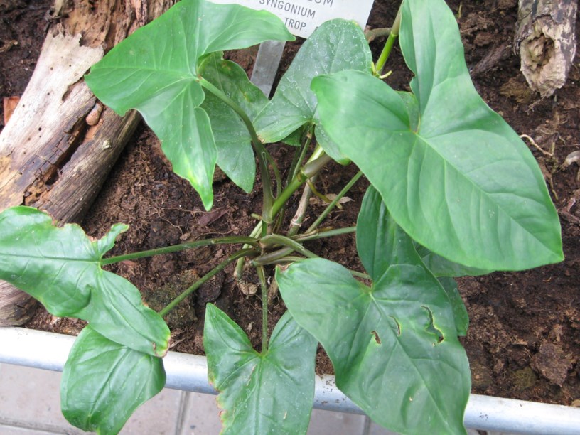 Syngonium podophyllum - Arrowhead plant