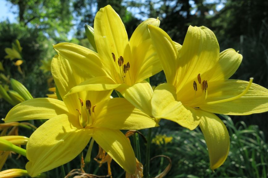 Hemerocallis lilioasphodelus - Gele daglelie, Yellow daylily