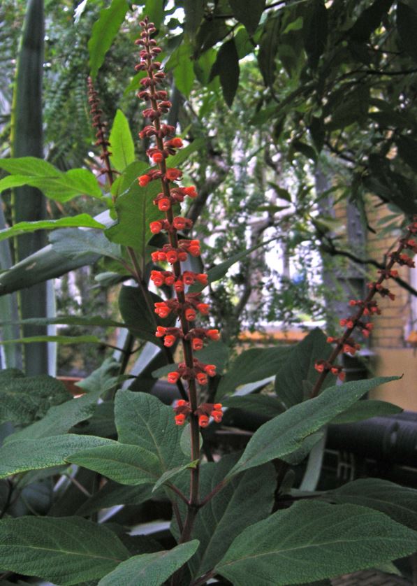 Salvia confertiflora - Sabra spike sage, Harvest sage, Red velvet sage