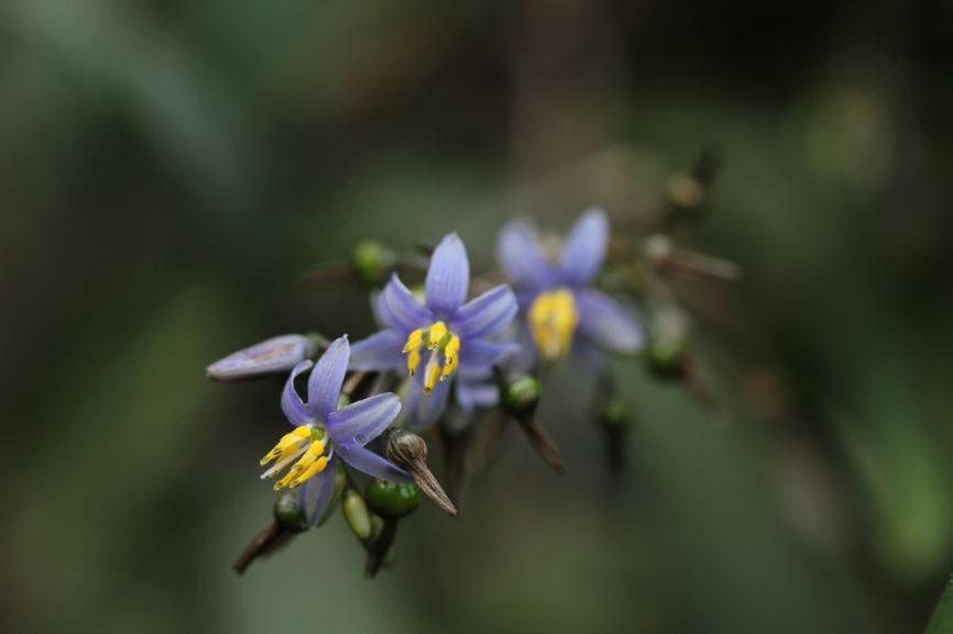 Dianella tasmanica - Tasman flax-lily