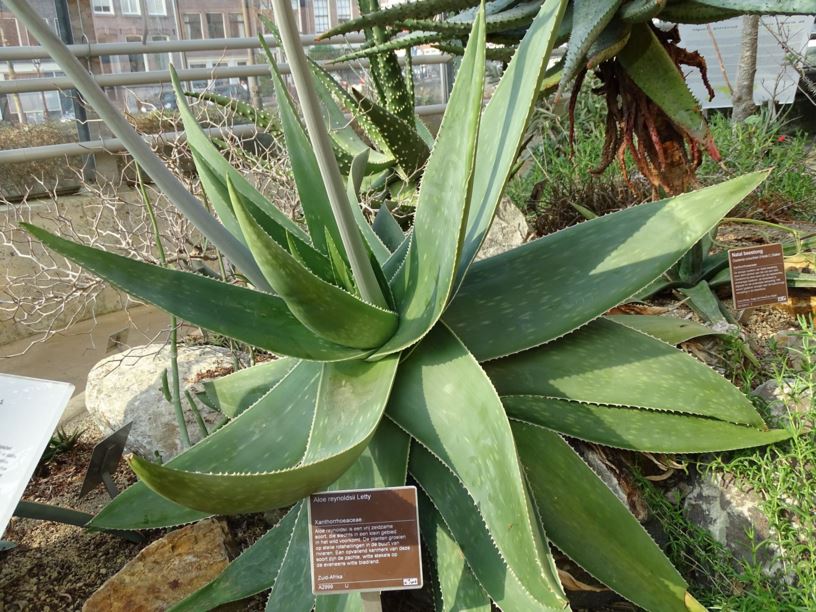 Aloe reynoldsii - Mbashe aloe