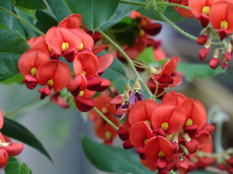 Kennedia macrophylla - Augusta kennedia | Hortus Botanicus Amsterdam ...