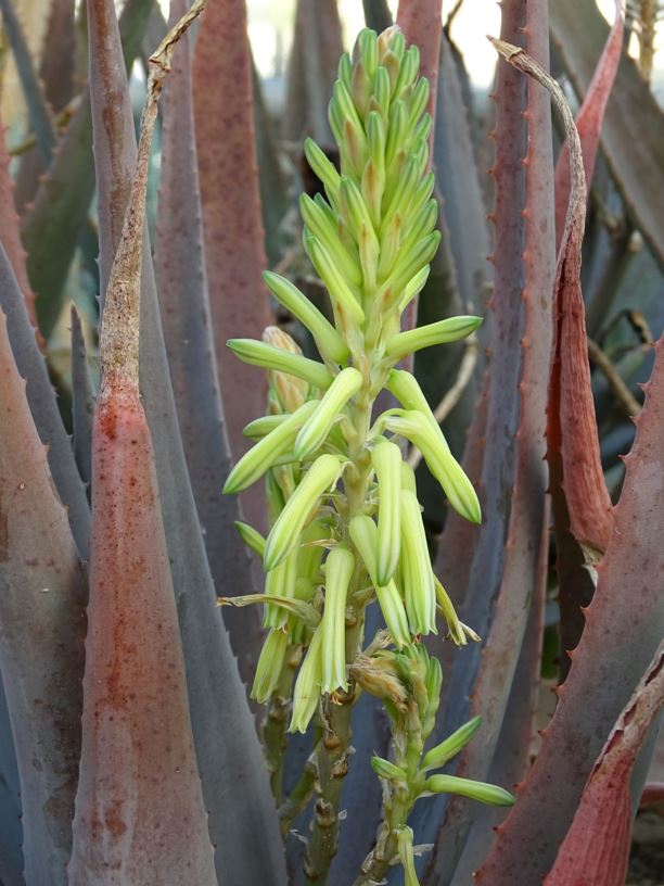 Aloe vacillans - صبر