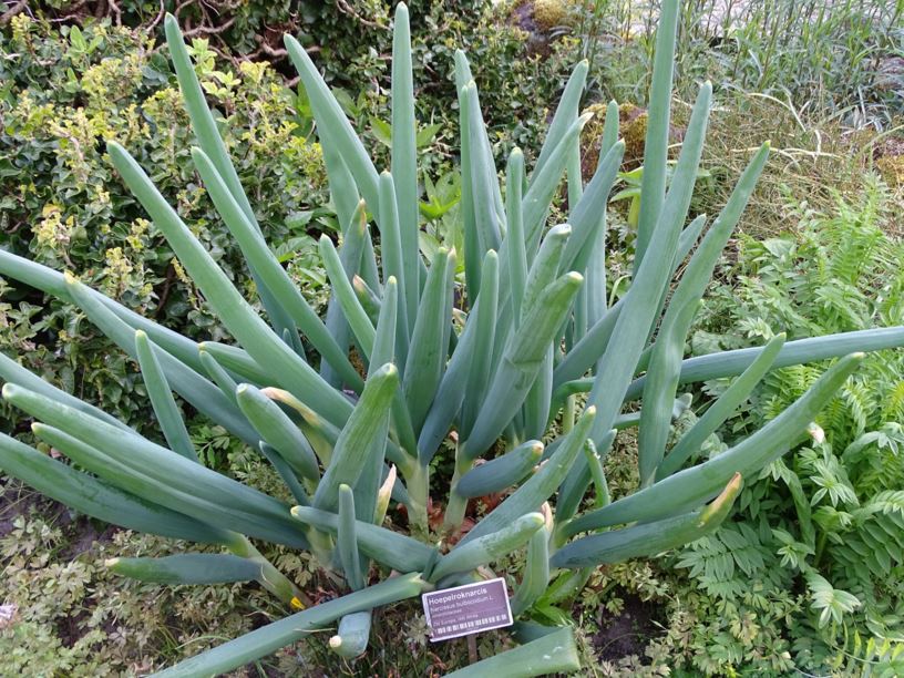 Allium pskemense - Pskem-ui, Pskem onion