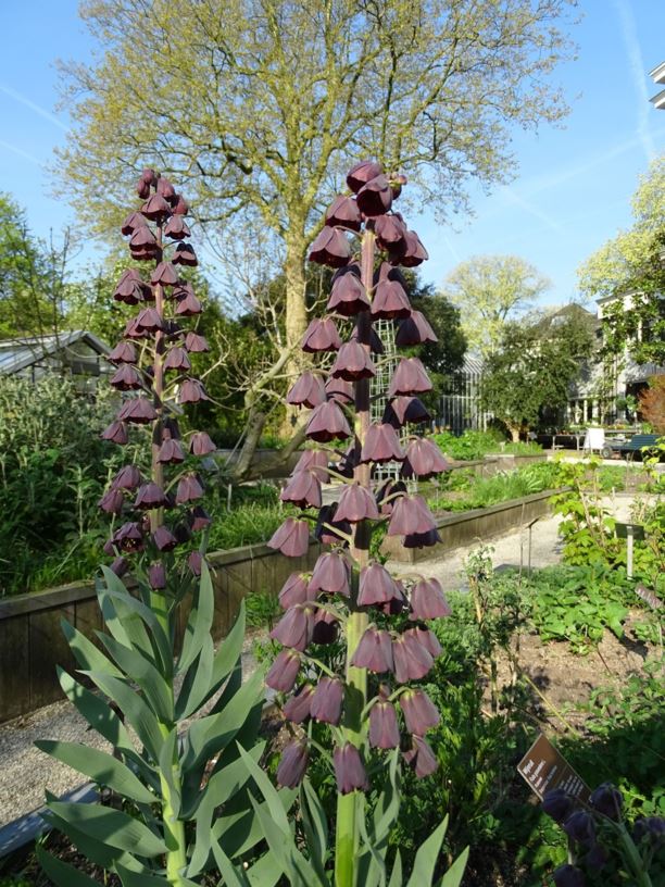 Fritillaria persica - Perzische keizerskroon, Persian lily