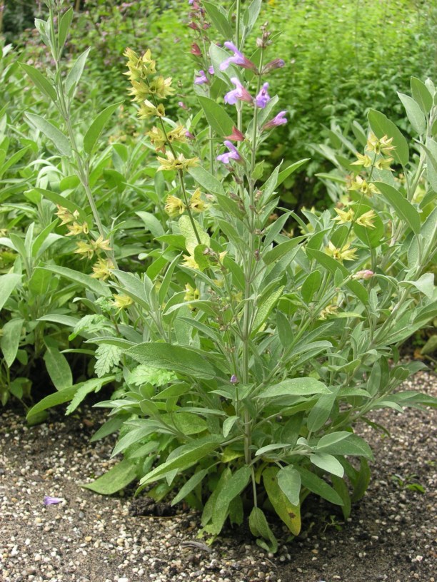 Salvia officinalis - Echte salie, Common sage, Echter Salbei