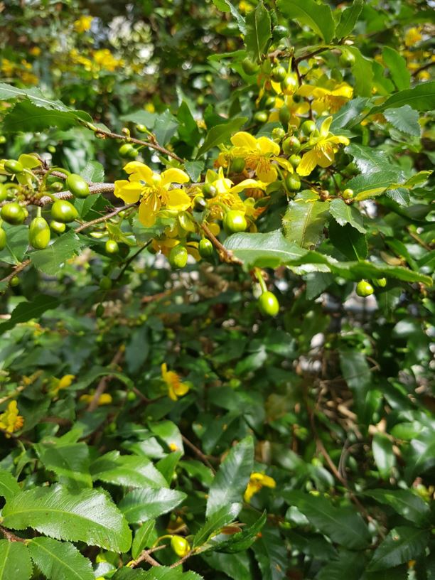 Ochna serrulata - Fynblaarrooihout, Birds' eye bush, Sägeblättrige Nagelbeere