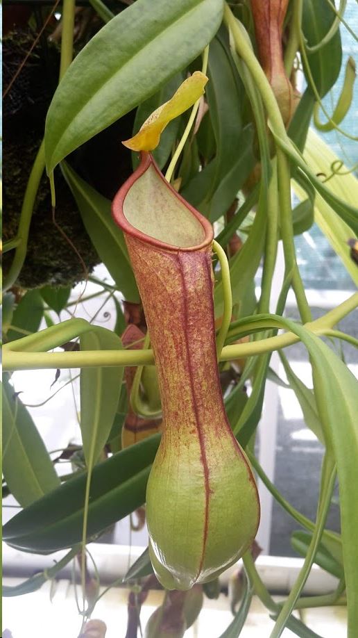 Nepenthes alata - Gevleugelde bekerplant, Winged pitcher-plant