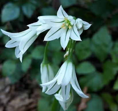 Allium triquetrum - Driekantig look, Three-cornered leek