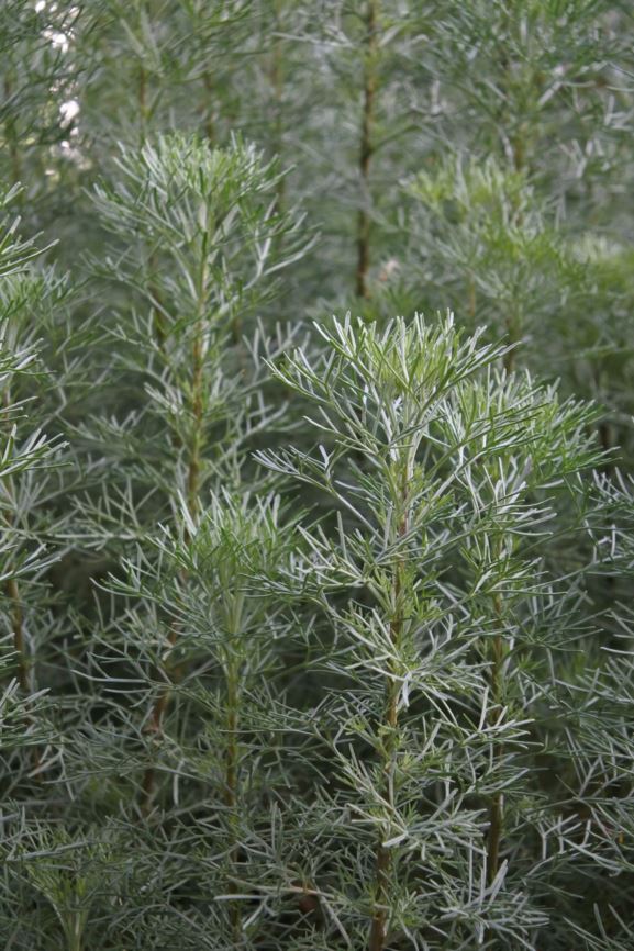 Artemisia abrotanum - Citroenkruid, Southernwood, Eberraute