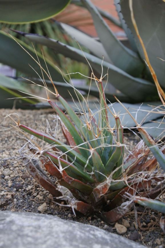 Leuchtenbergia principis - Agavecactus, Agave cactus, Cob cactus, Prism cactus