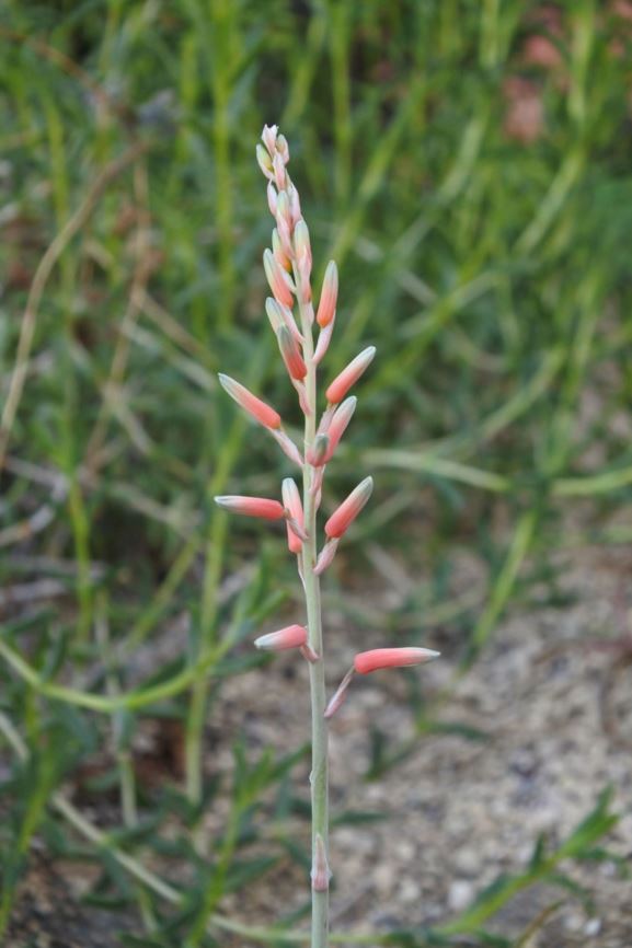 Aloe deltoideodonta var. ruffingiana - Vahombato