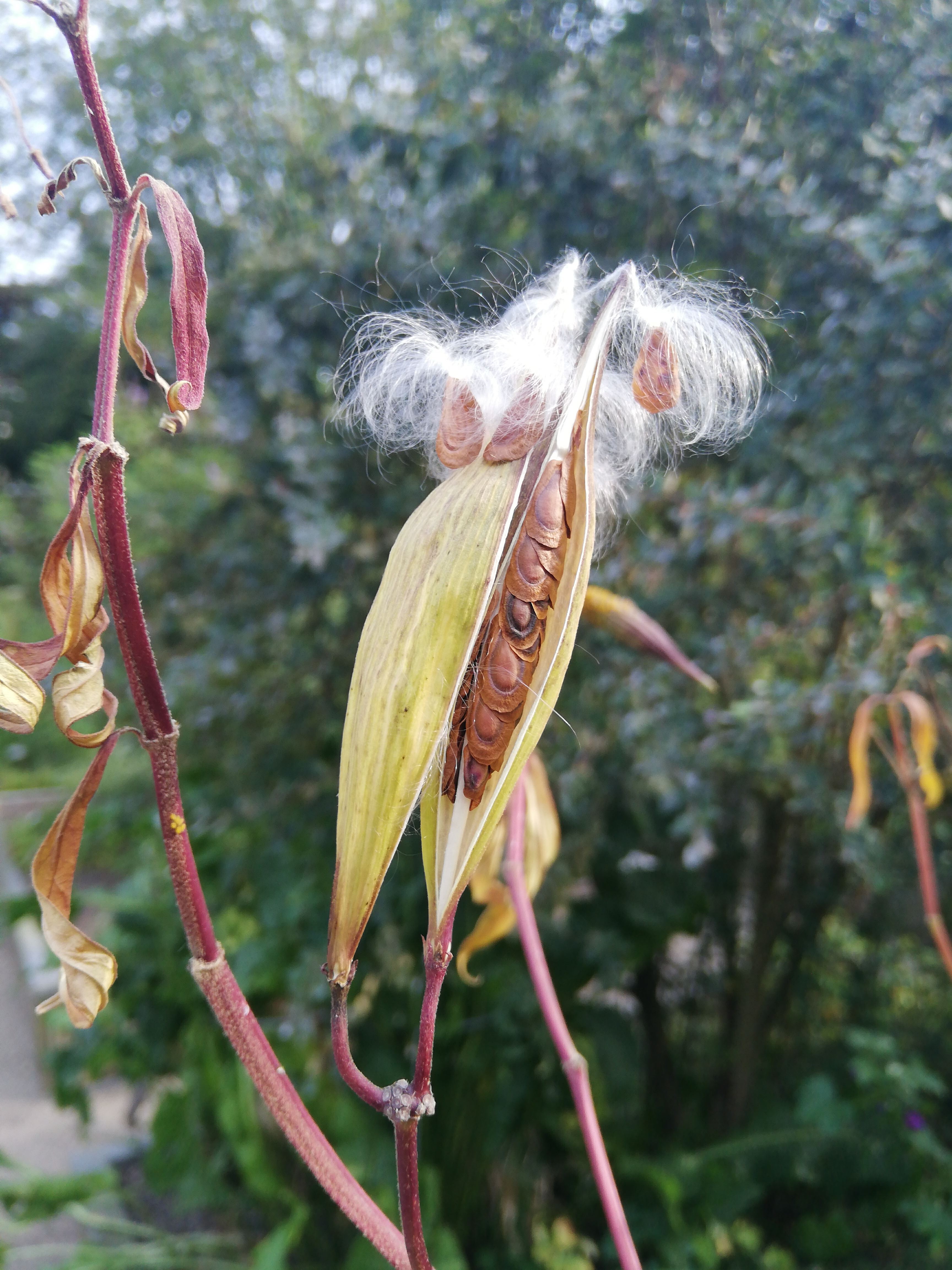 Asclepias incarnata - Rode zijdeplant, Swamp milkweed | Hortus ...