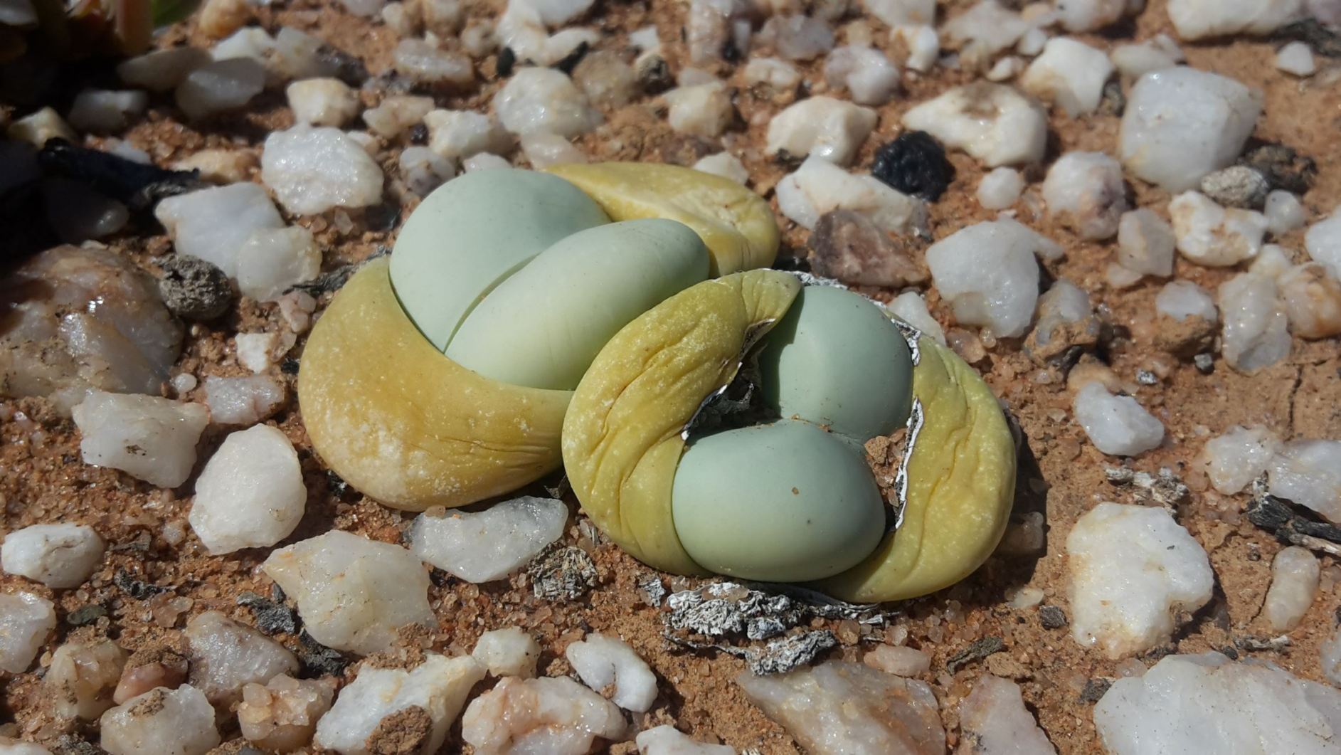 Argyroderma delaetii