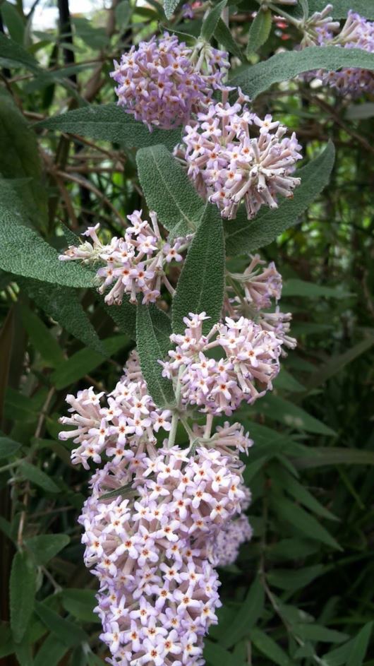 Buddleja salviifolia - Saliebos, Butterfly bush, Mountain sage, Sagewood