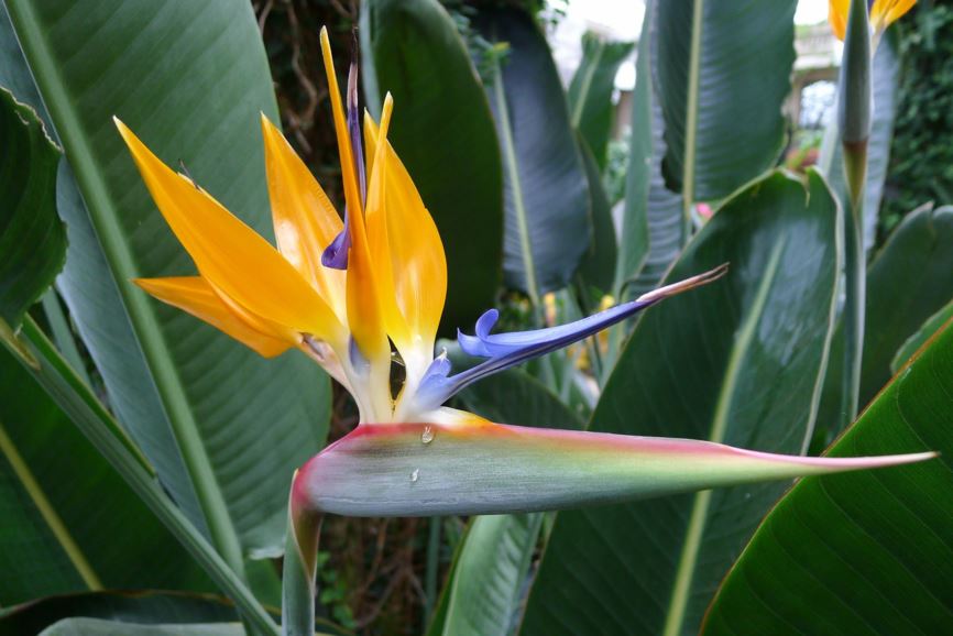 Strelitzia reginae - Kraanvoëlblom, Geel piesang, Paradijsvogelbloem, Crane flower