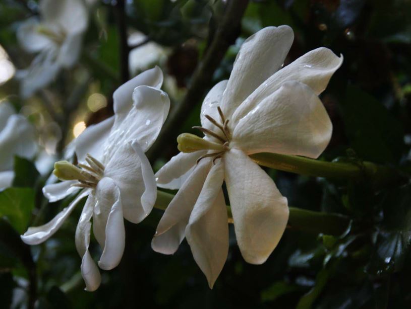 Gardenia thunbergia - Witkatjiepiering, Buffelsbal, Kannetjieboom, Forest gardenia, White gardenia, Wild gardenia, umKhangazi, umKhwakhwane, umValasangweni