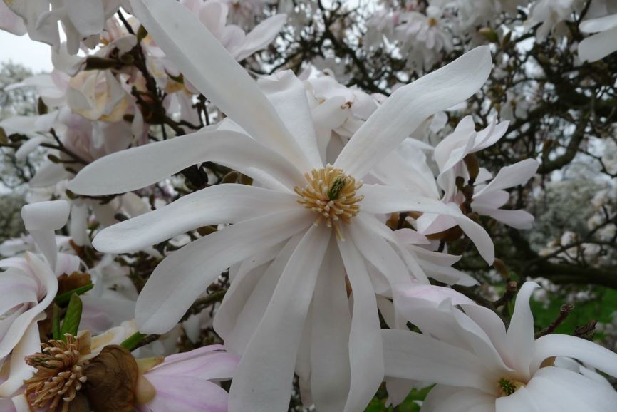 Magnolia stellata - beverboom, stermagnolia, star magnolia