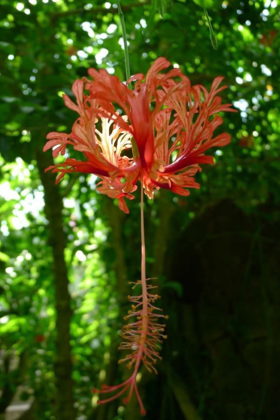 Hibiscus schizopetalus - Japanese lanterns