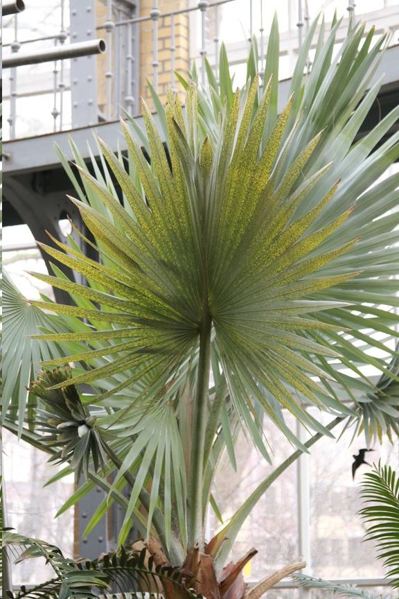 Bismarckia nobilis - Bismarck palm