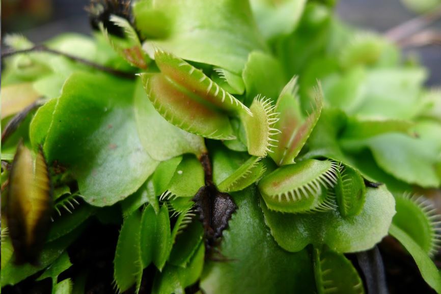 Dionaea muscipula - Venusvliegenval, Venus flytrap | Hortus Botanicus ...