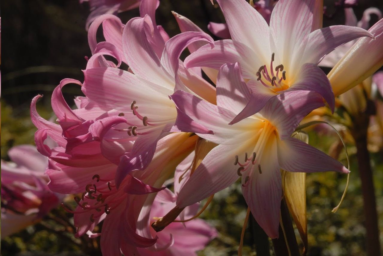 Amaryllis belladonna
