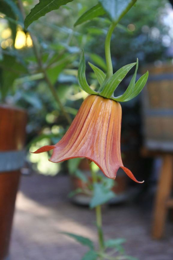 Canarina canariensis - Canary Island bellflower, Kanaren-Glockenblume