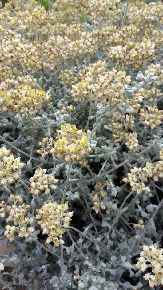 Helichrysum patulum - Kooigoed, Impepho