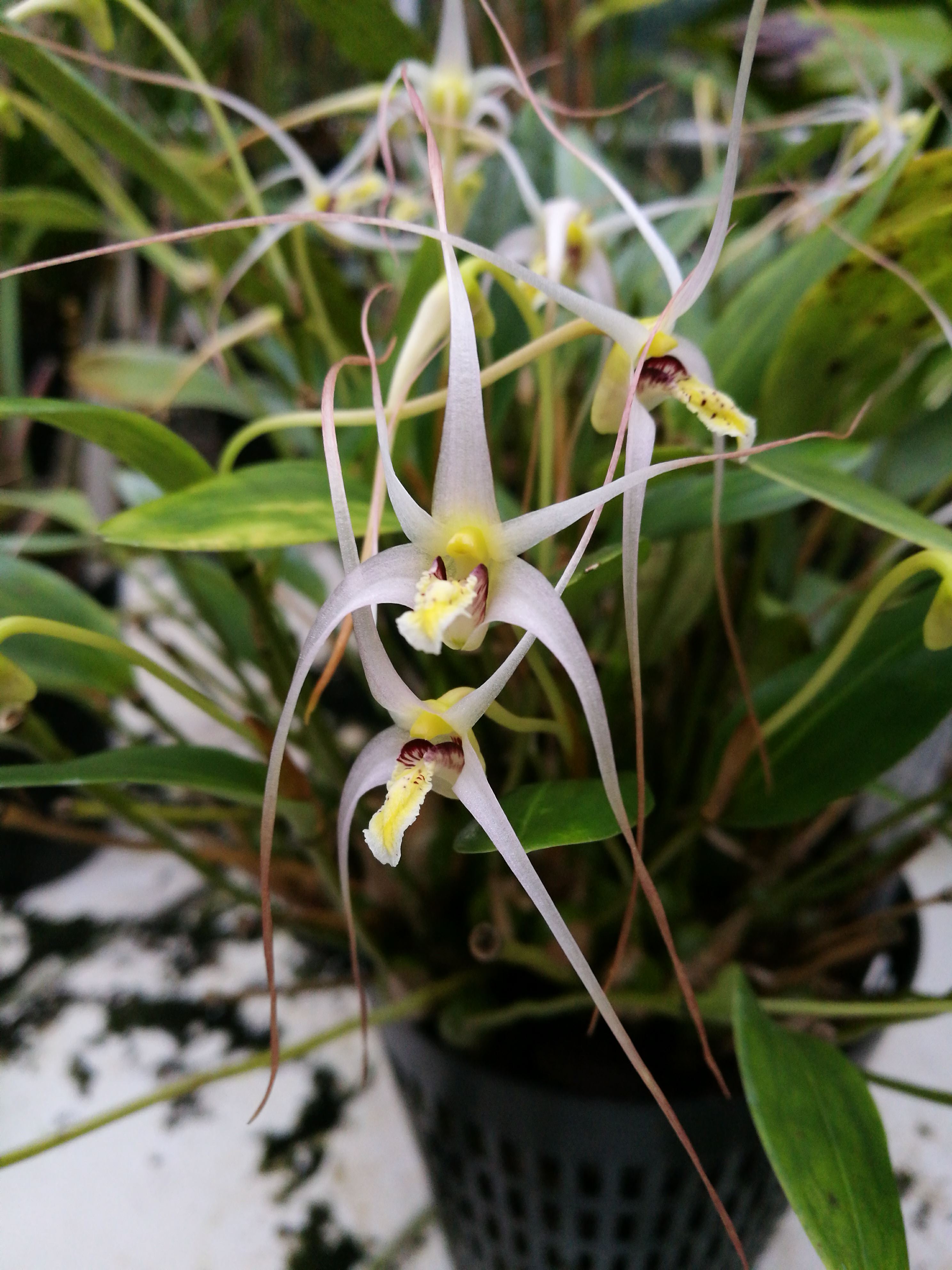 Dendrobium arachnoideum