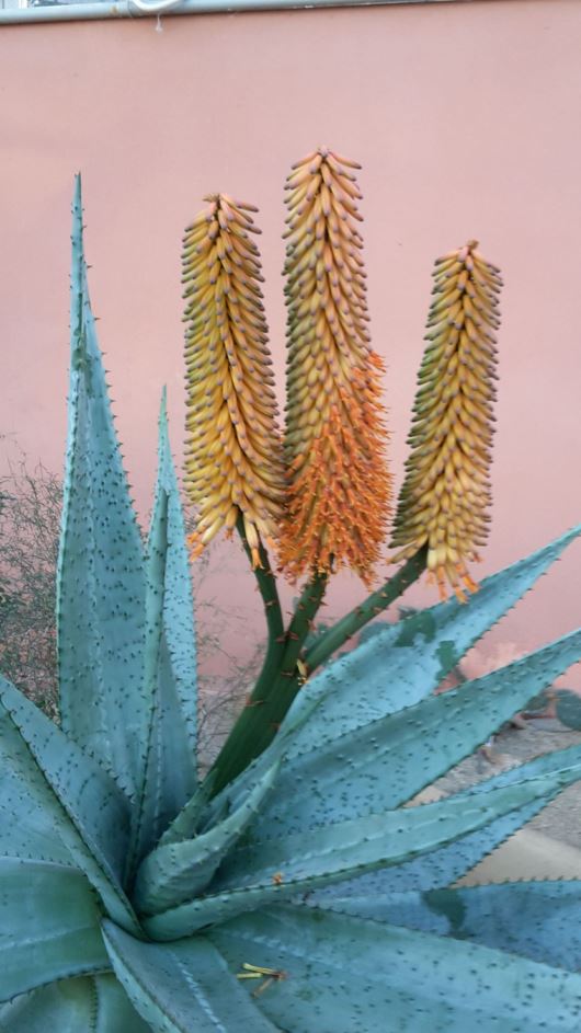 Aloe spectabilis - Natal-aalwyn