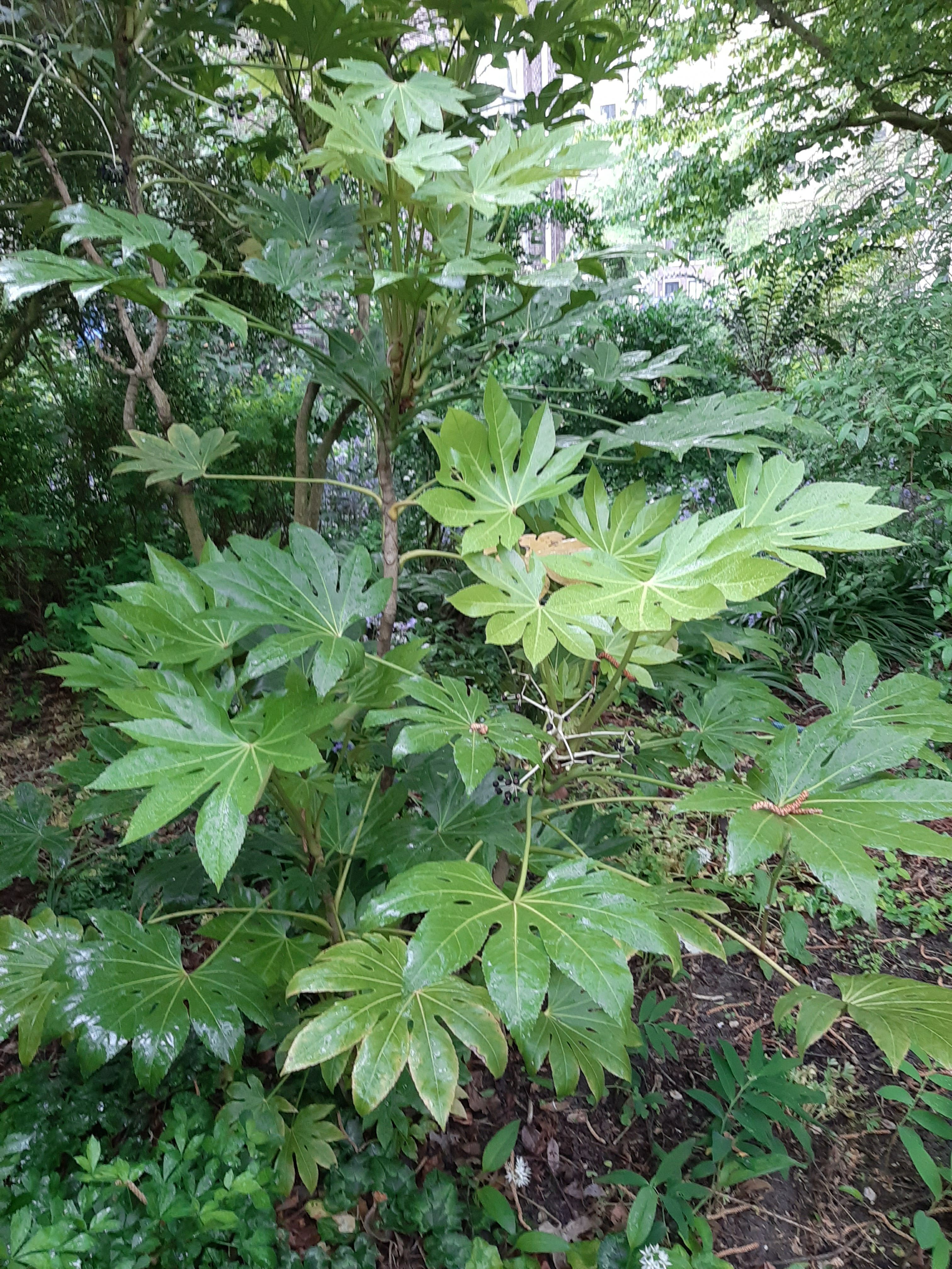 Fatsia japonica - Vingerplant, Japanese aralia