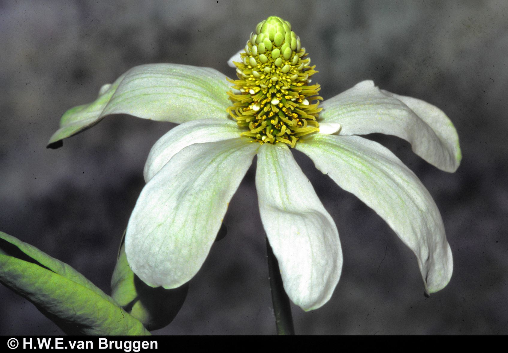Anemopsis californica
